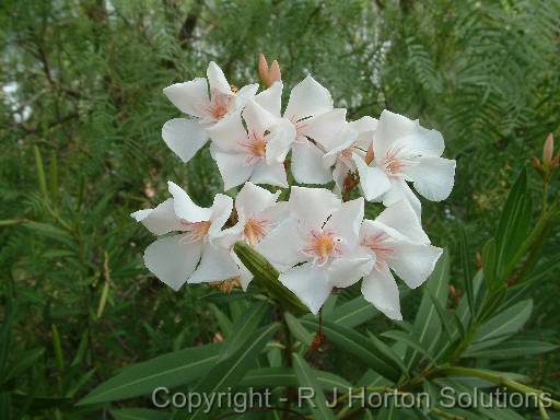 Oleander white 